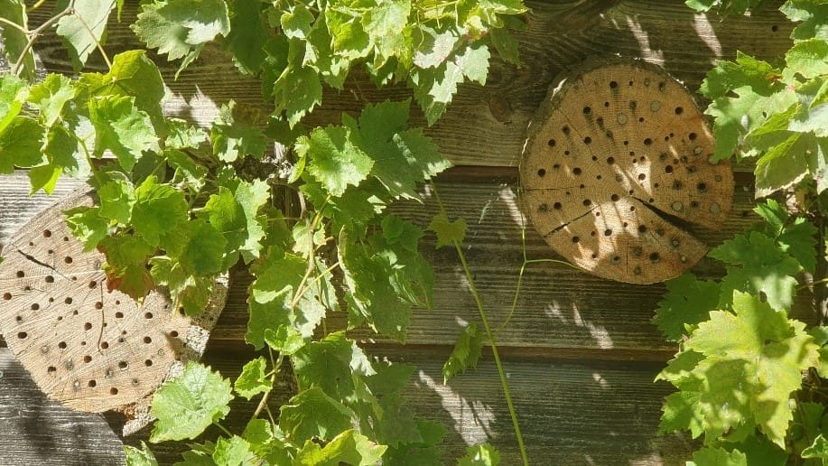 Dominique van de Kamp